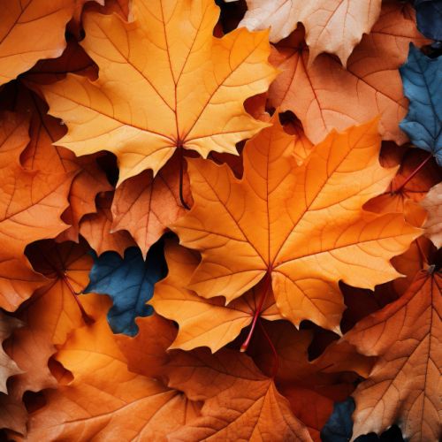Autumn 3